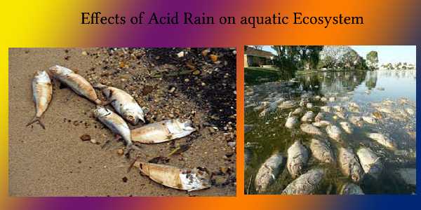 how-does-acid-rain-affect-the-ecosystem-the-voyager